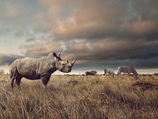 Rhino on African plain