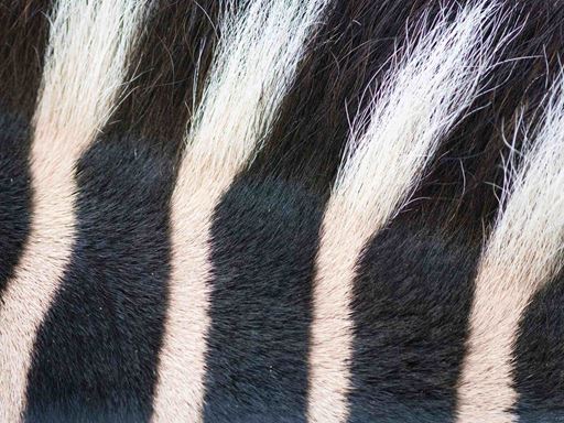 Zebra detail